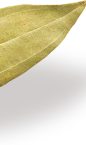 Top Leaf